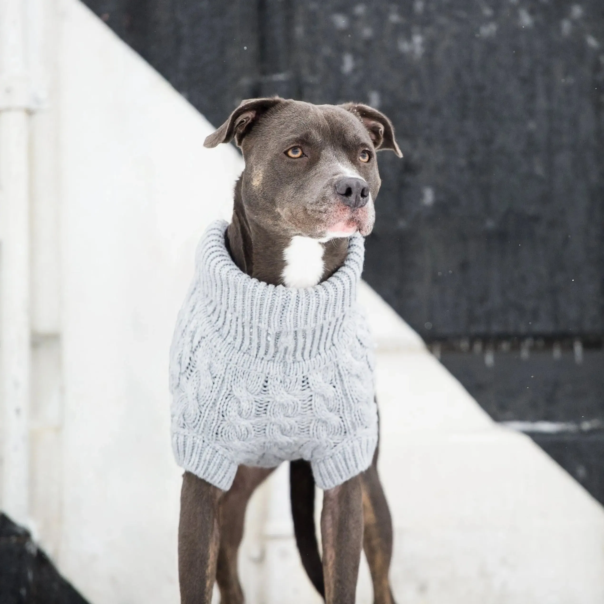 Chalet Dog Sweater | Grey Mix